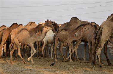 04 Camel_Farm,_Bikaner_DSC2767_b_H600